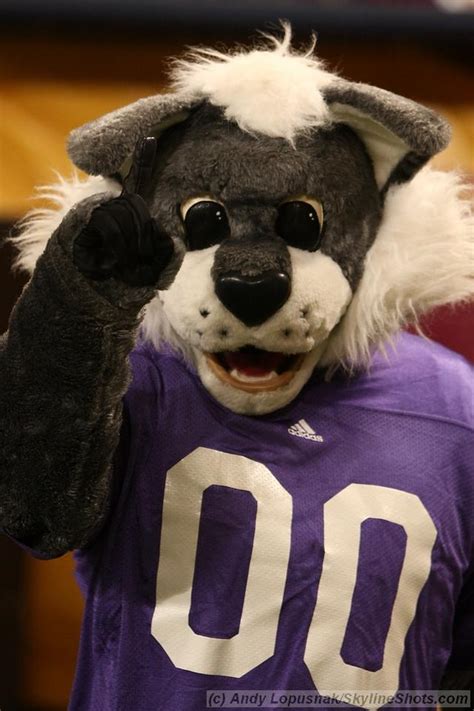 The Northwestern Wildcat: Igniting School Spirit in Fans of All Ages